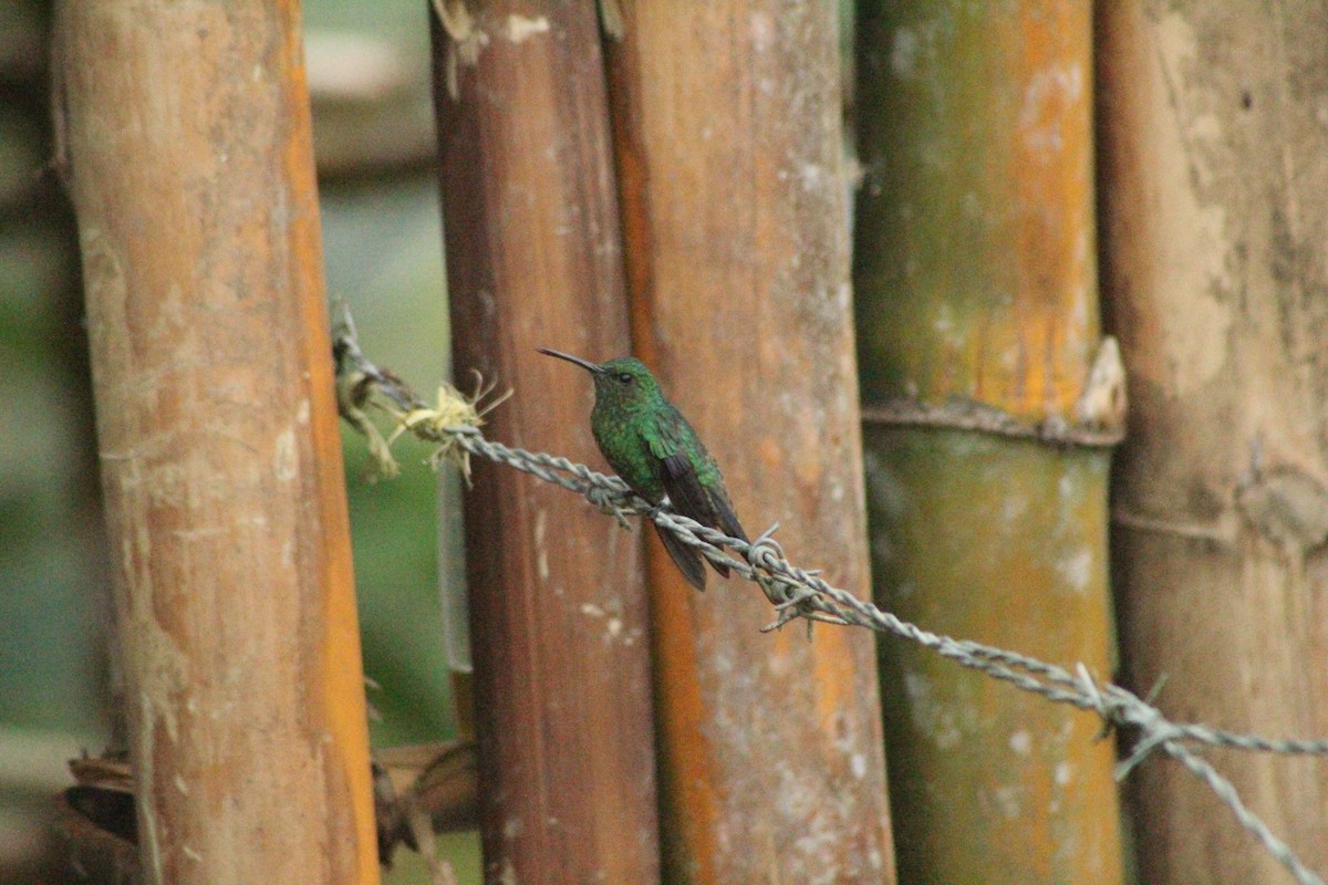 Steely-vented Hummingbird - ML527198291