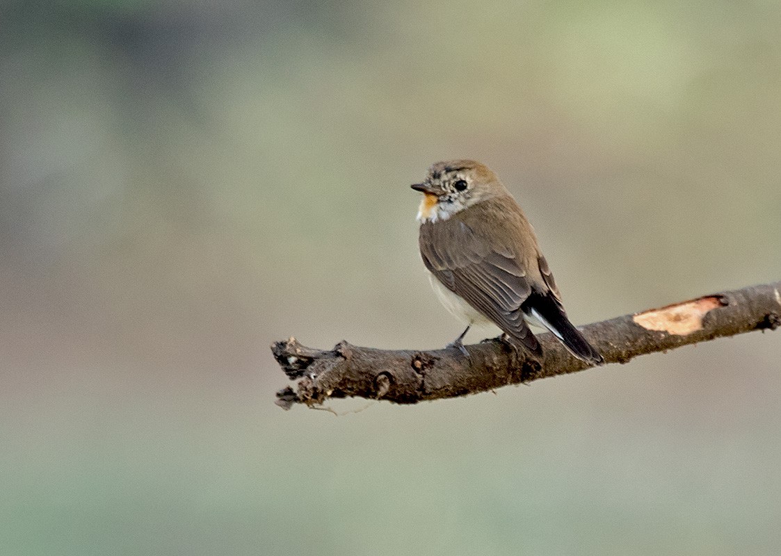 Taiga/Red-breasted Flycatcher - ML52719881