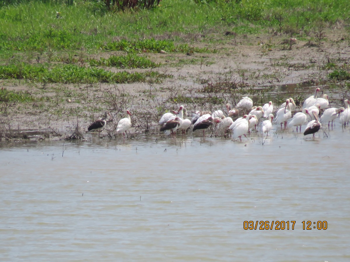 White Ibis - ML52719921