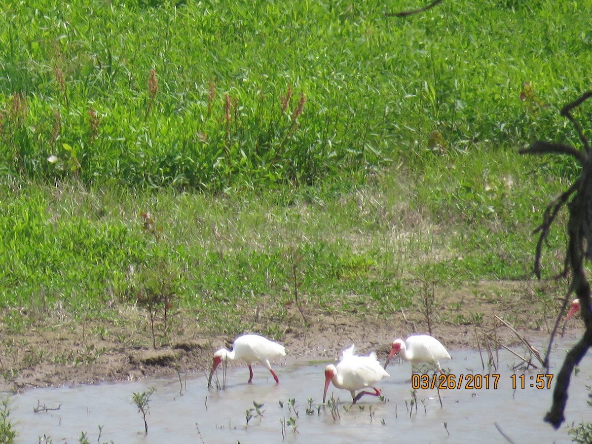 White Ibis - ML52719931
