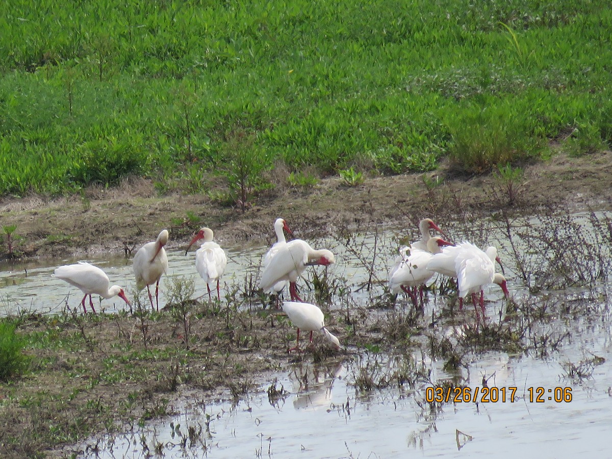 White Ibis - ML52719941