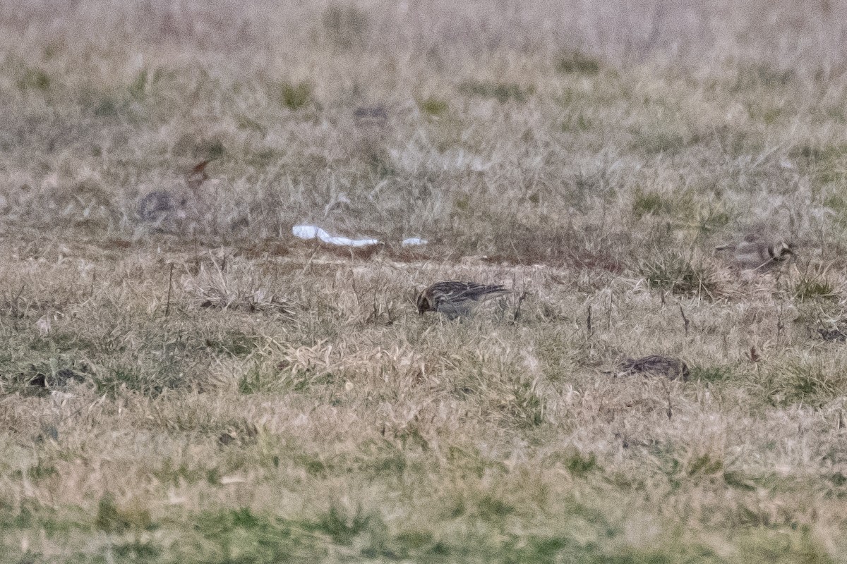 Lapland Longspur - Scott Dresser