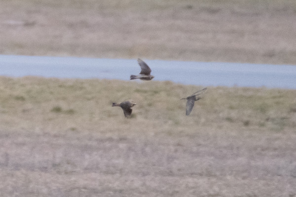 Lapland Longspur - Scott Dresser