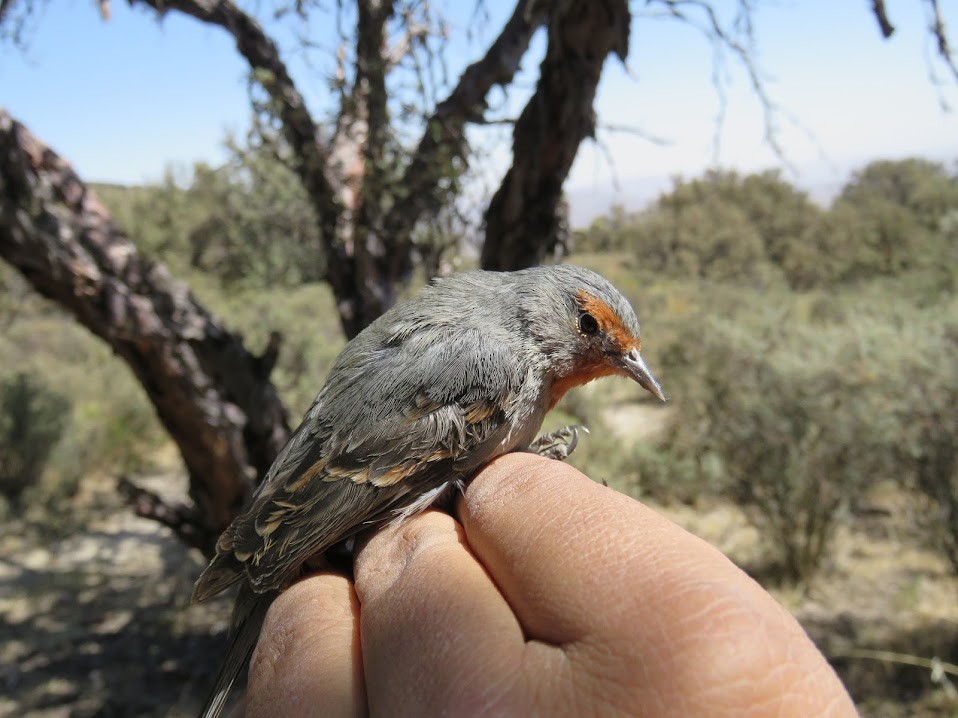 Tamarugo Conebill - ML527199521