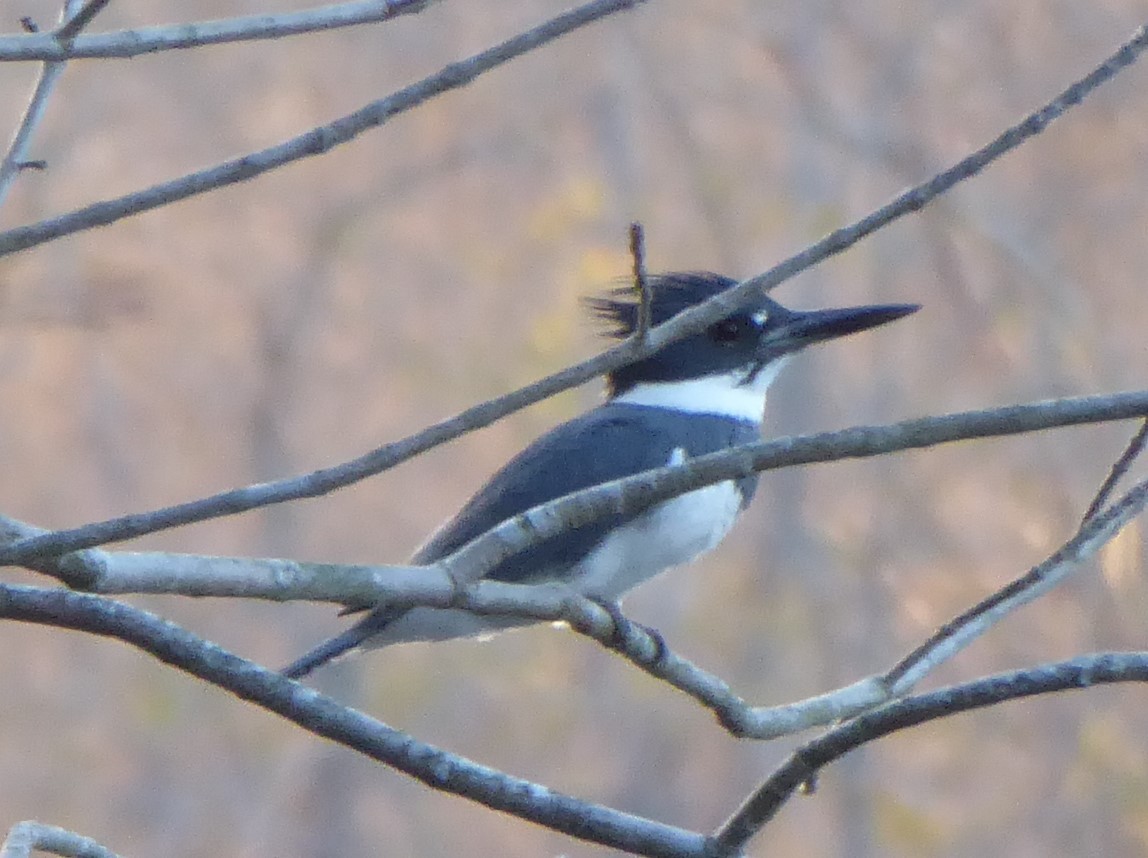 Belted Kingfisher - ML52719981