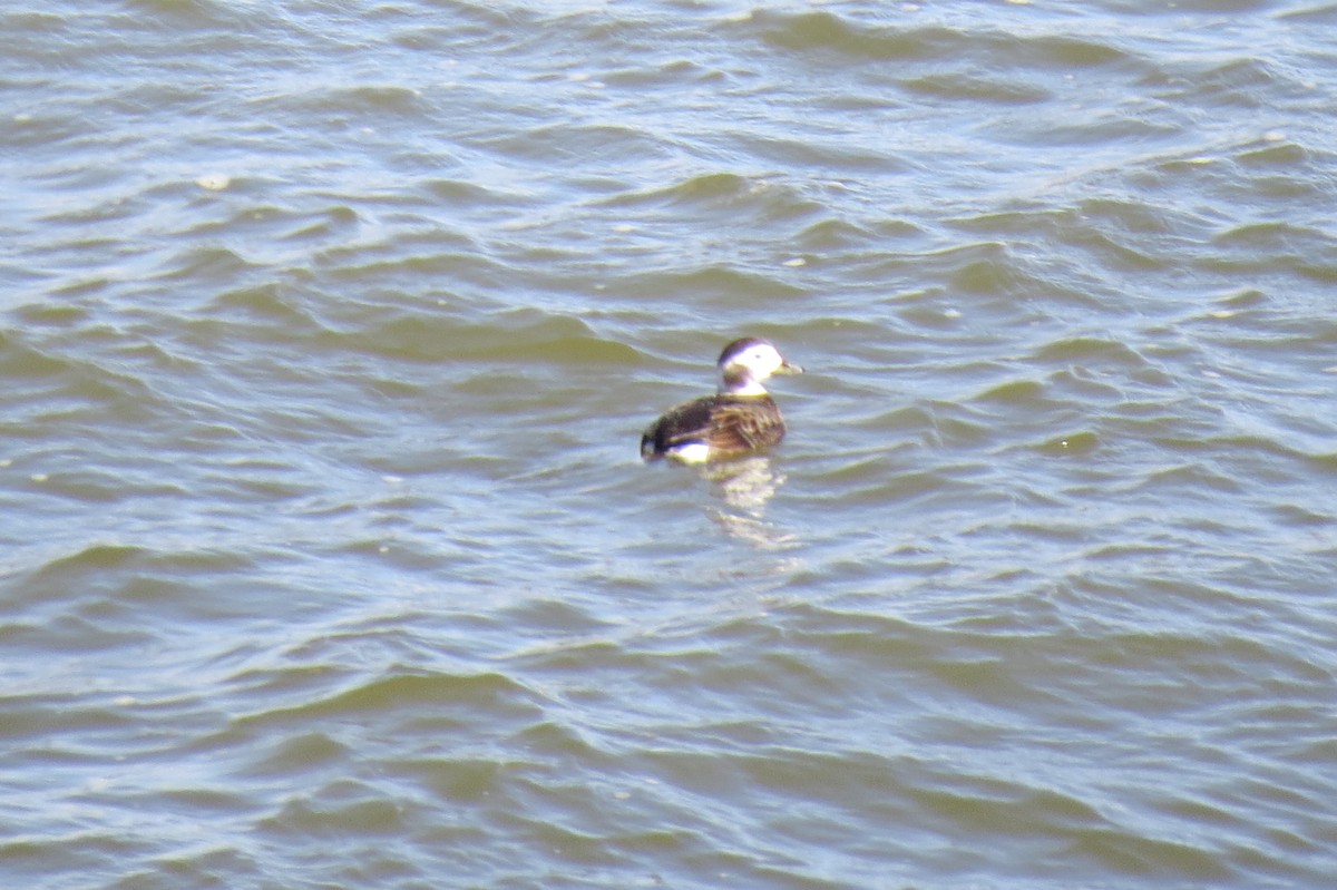 Long-tailed Duck - Larry Mays