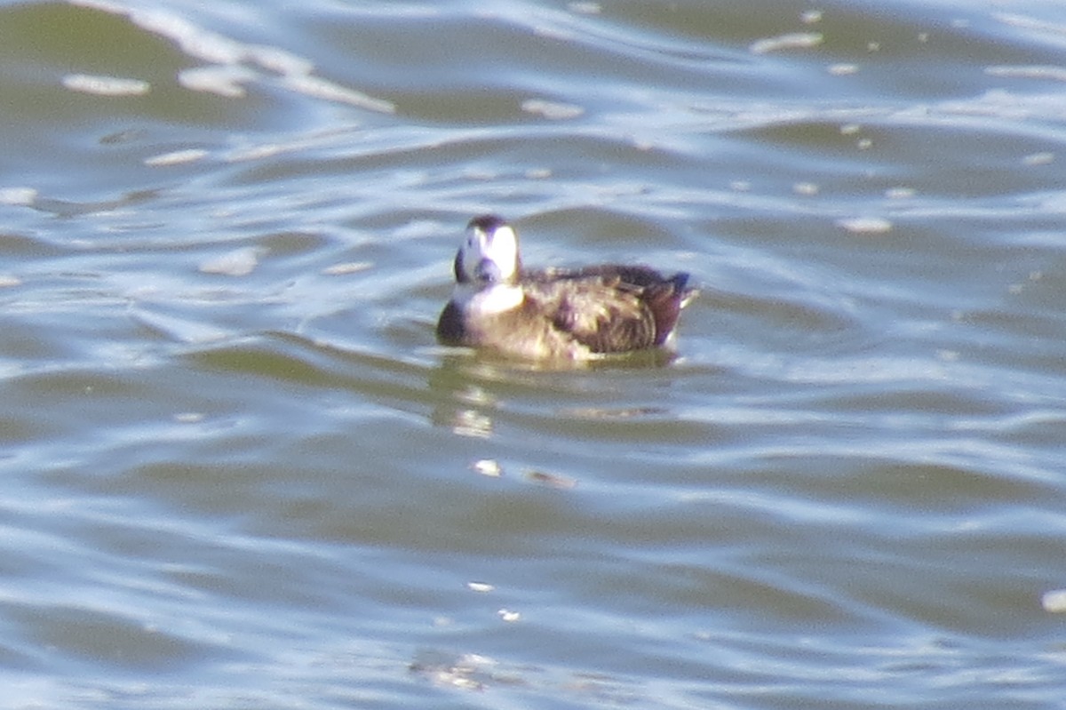 Long-tailed Duck - ML527201221
