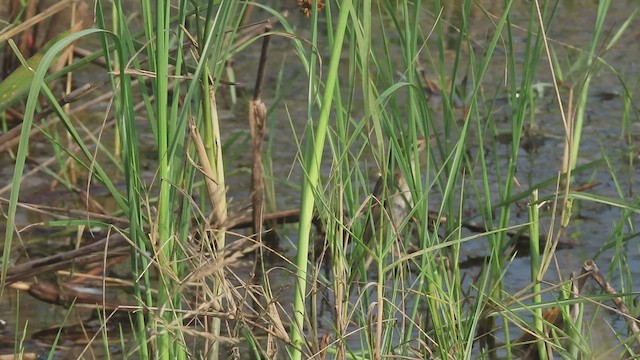 Sedge Warbler - ML527202051