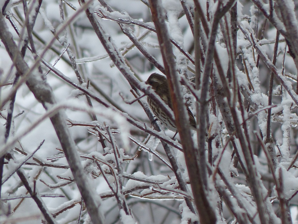 Purple Finch - ML527203551