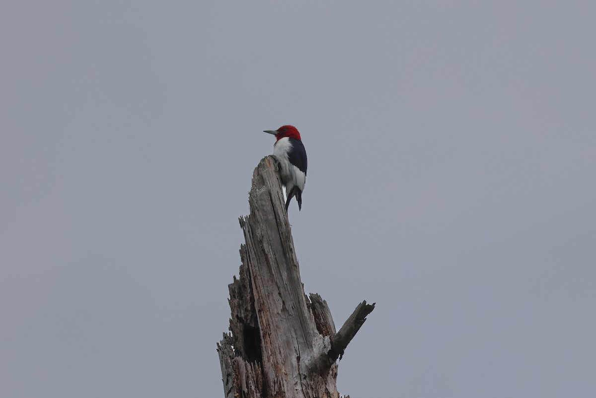 Red-headed Woodpecker - ML527203701