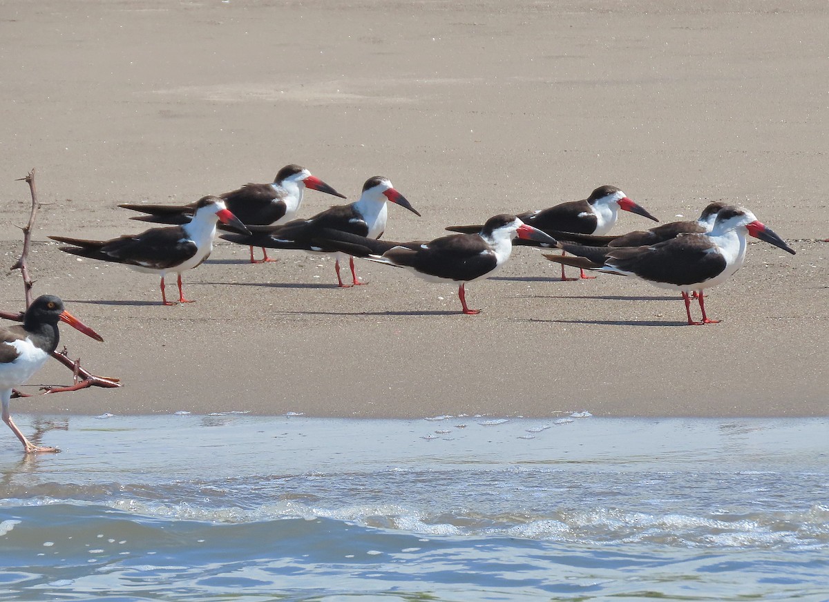 Black Skimmer - Alfonso Auerbach