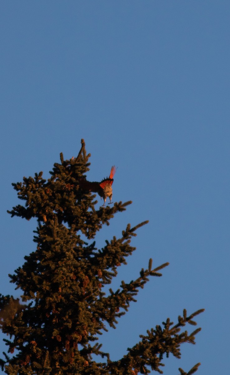 Northern Flicker - Justin Saunders