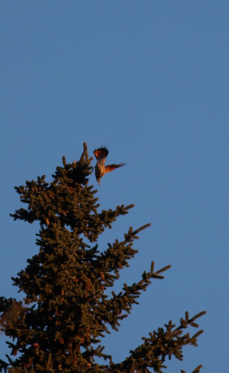 Northern Flicker - ML527205821