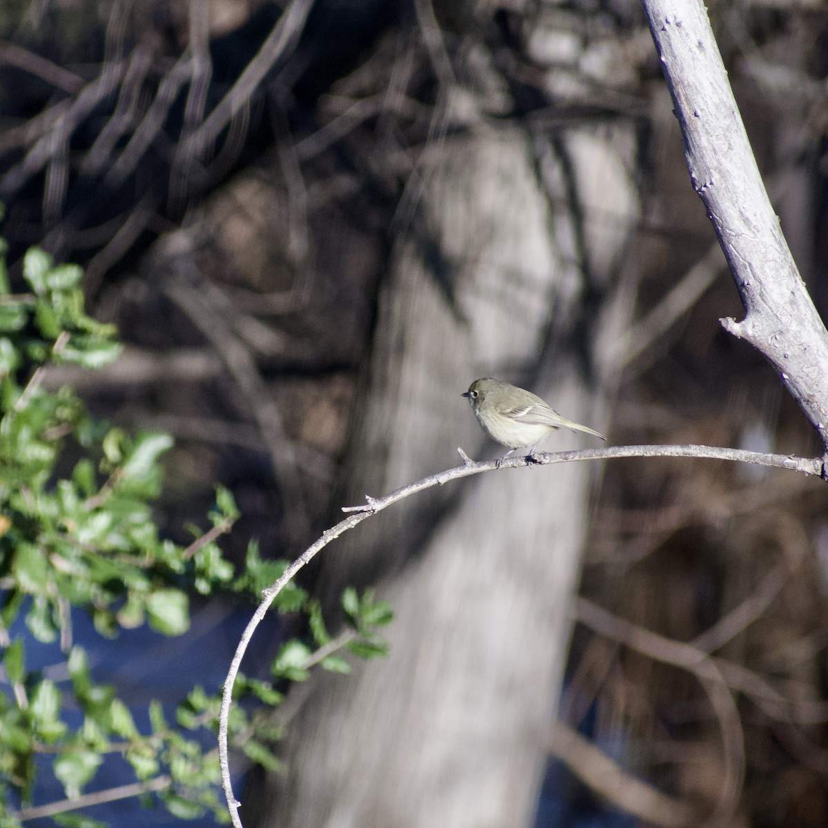 Ruby-crowned Kinglet - ML527206051