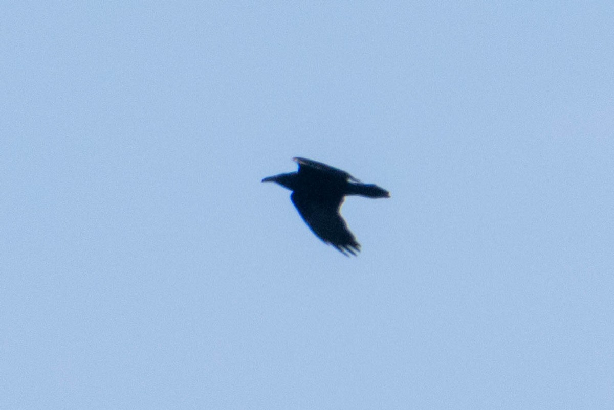 Common Raven - ML527207171