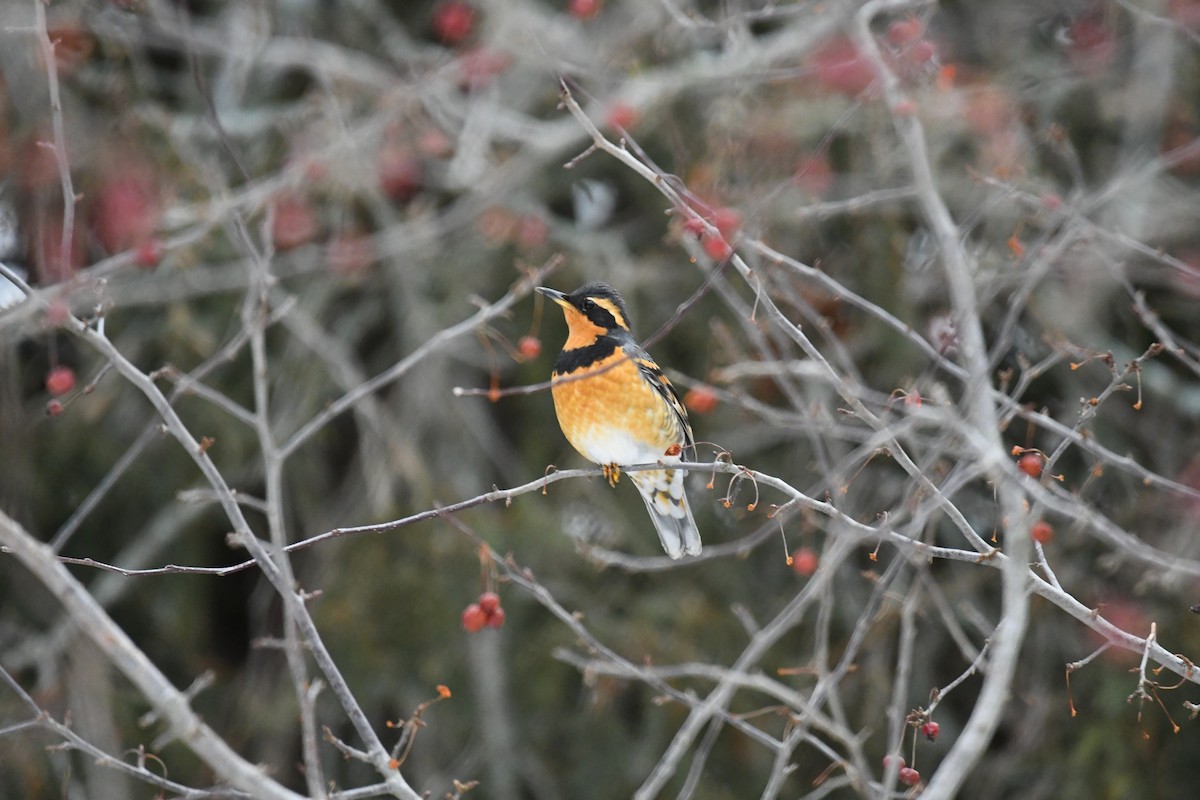 Varied Thrush - ML527210761
