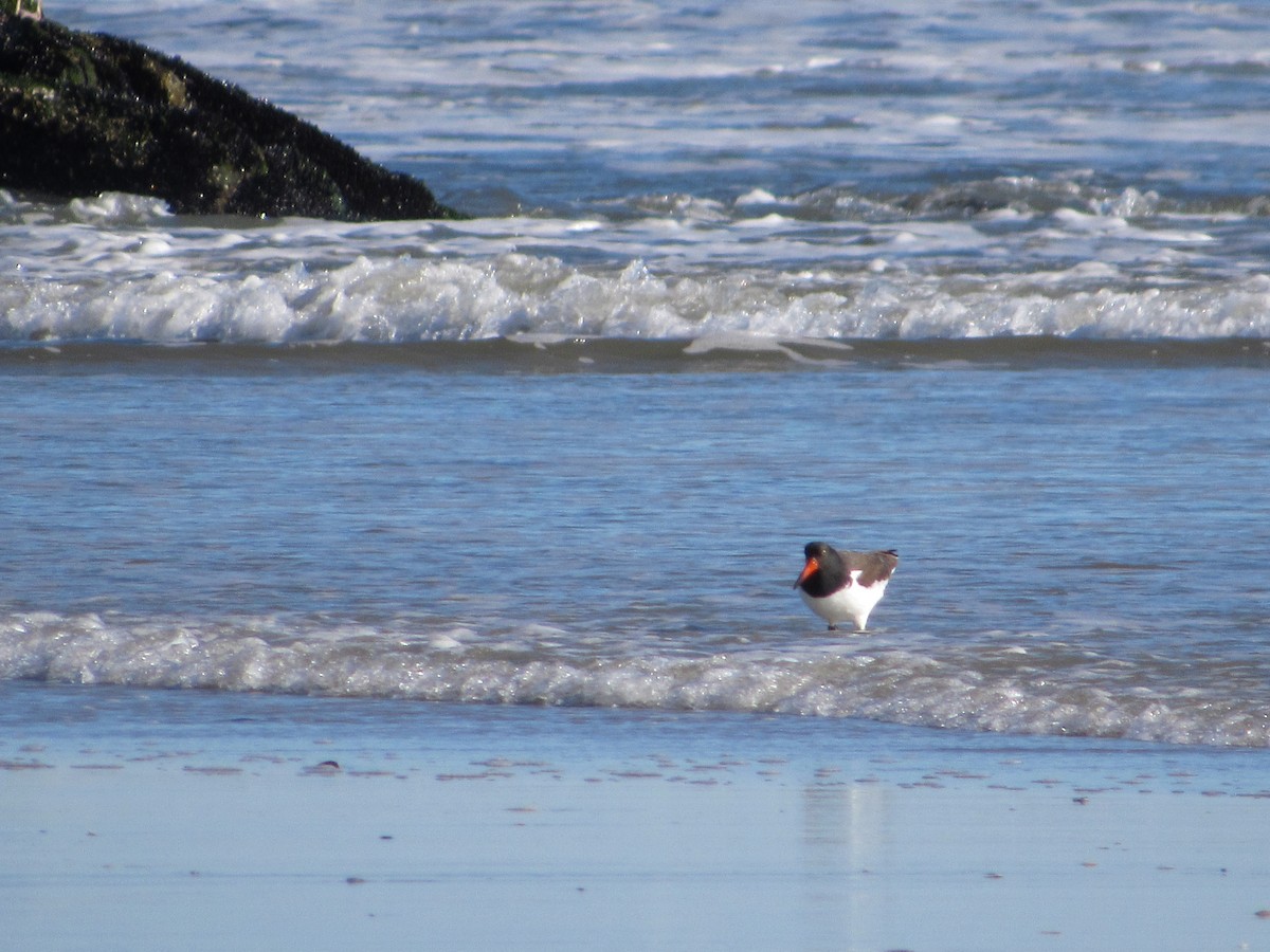 American Oystercatcher - ML527210781