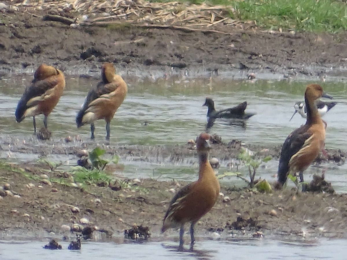Fulvous Whistling-Duck - ML527210861