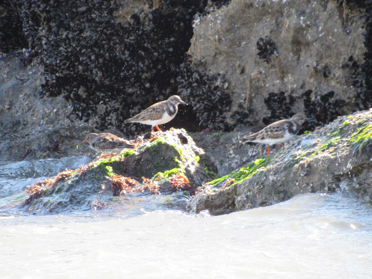 Ruddy Turnstone - ML527211531