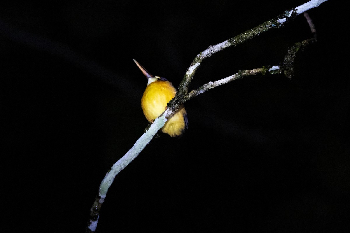 Moluccan Dwarf-Kingfisher - ML527212211