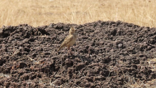 Malabar Lark - ML527213071