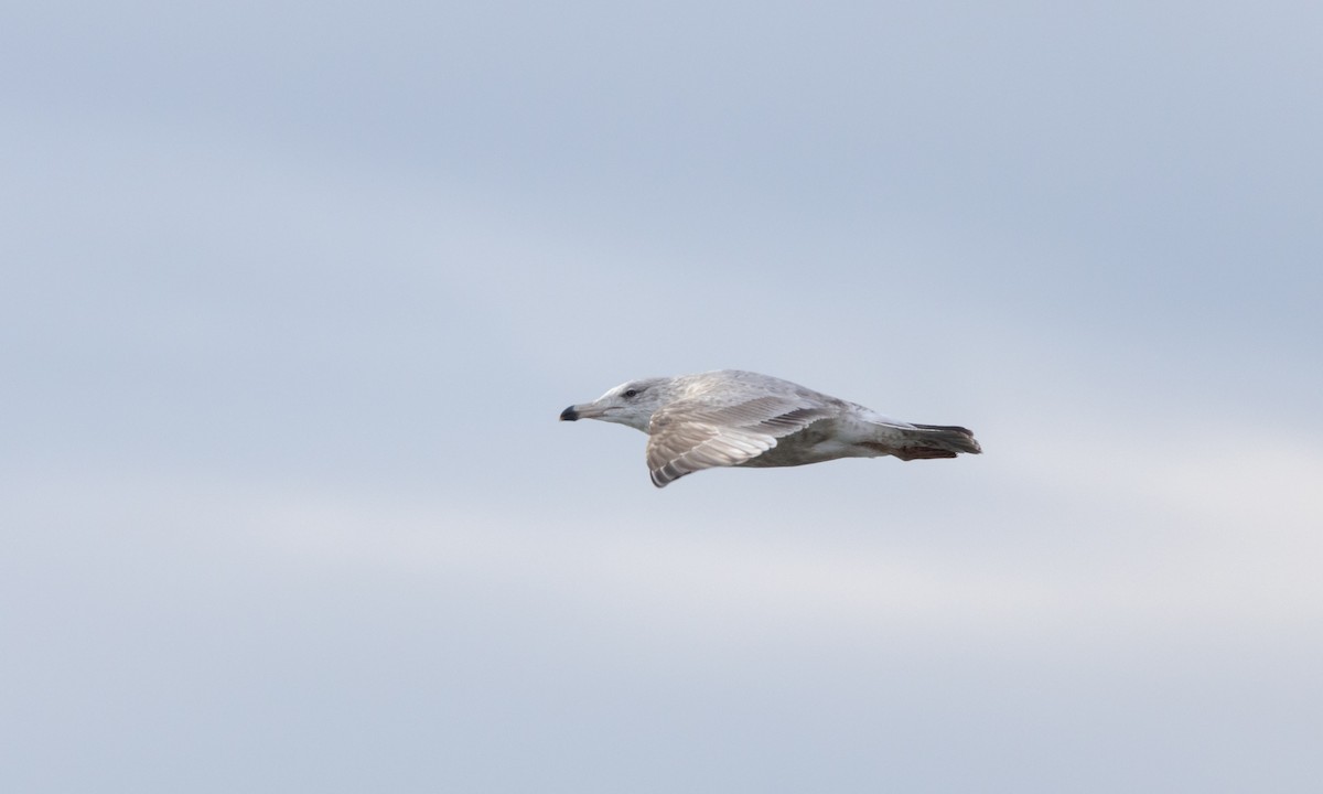 Herring Gull (American) - ML527213501