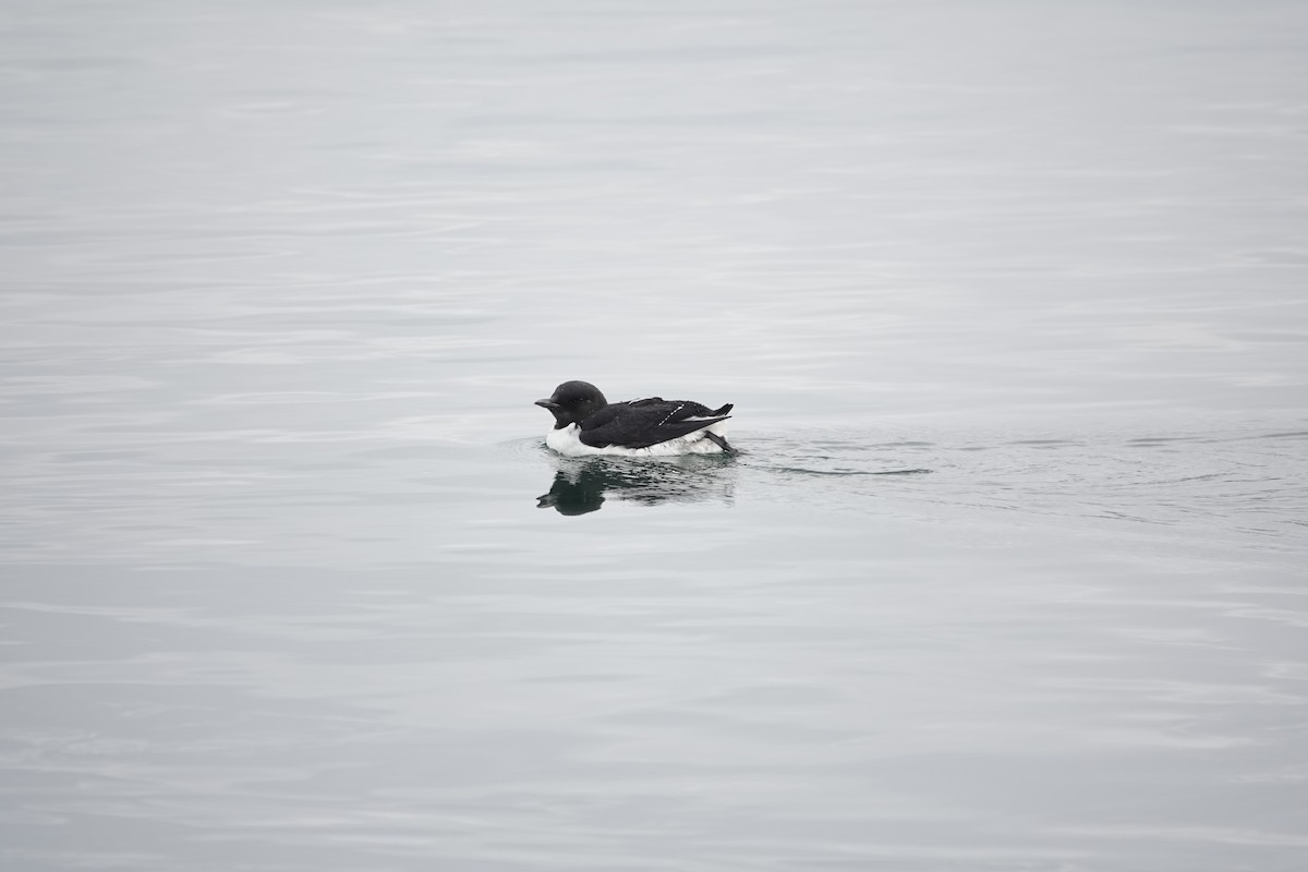 Thick-billed Murre - Joe Schiavone