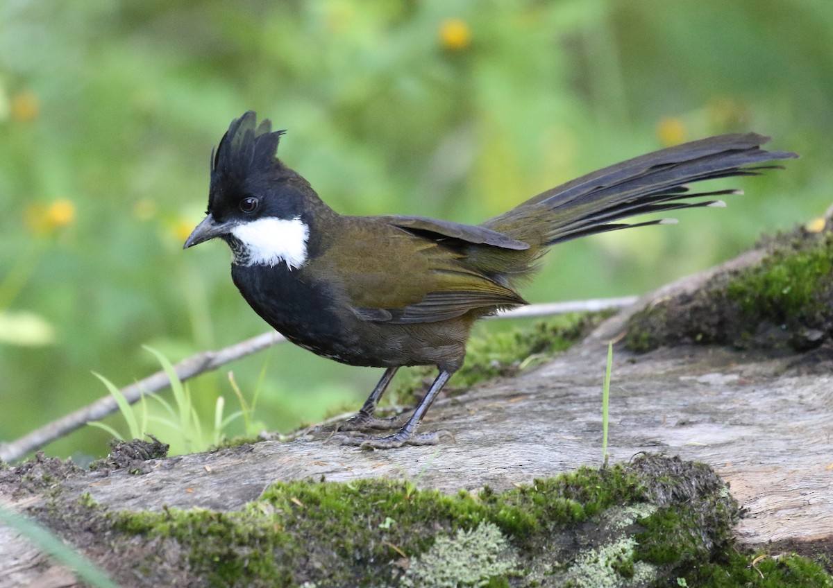 Eastern Whipbird - Michael Rutkowski