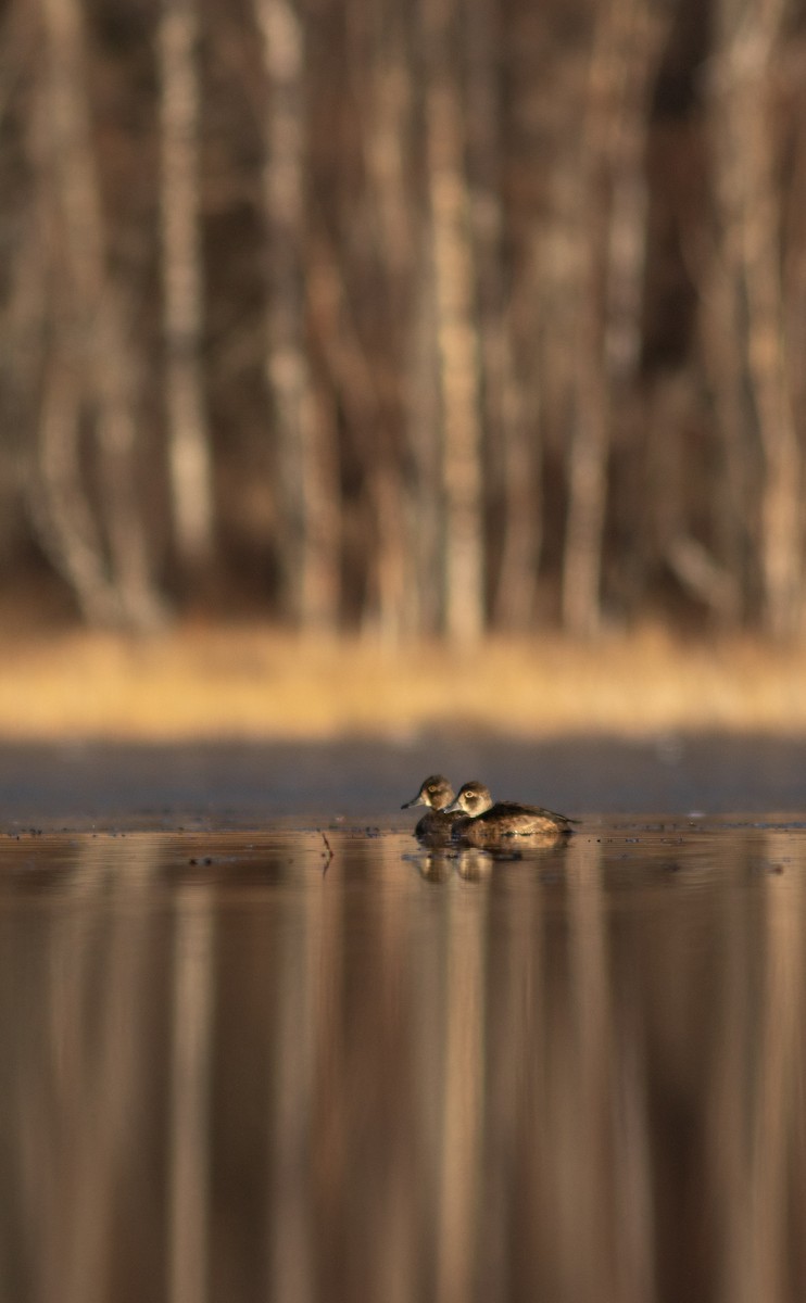 Ring-necked Duck - ML527215141