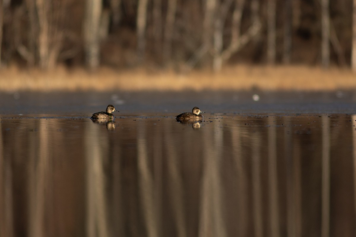 Ring-necked Duck - ML527215151