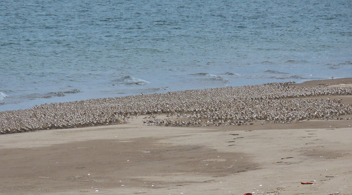 Western Sandpiper - ML527215551