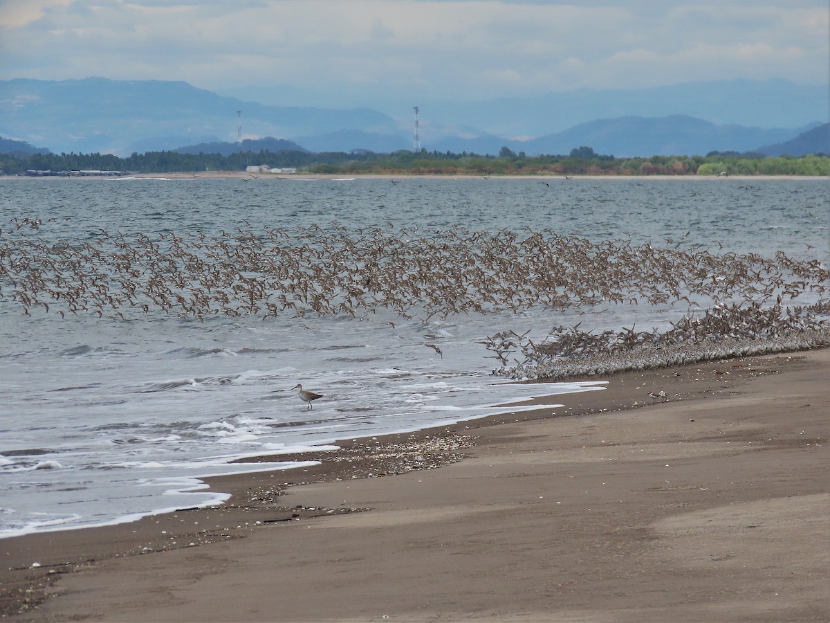 Western Sandpiper - ML527215561