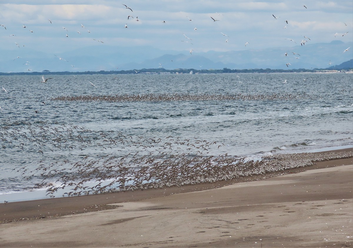 Western Sandpiper - ML527215581