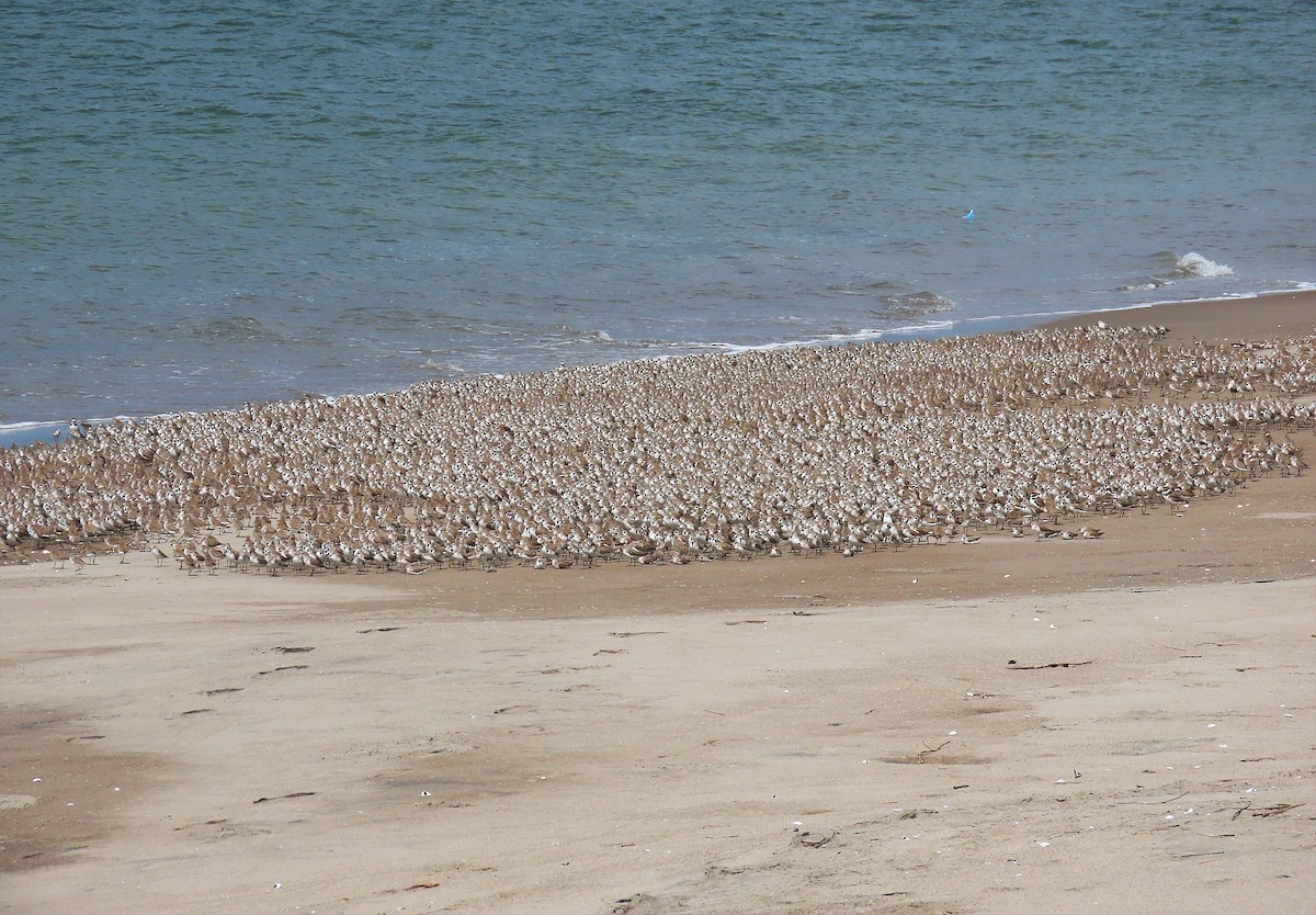 Western Sandpiper - ML527215601