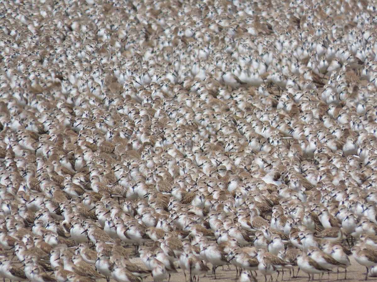 Western Sandpiper - ML527215611