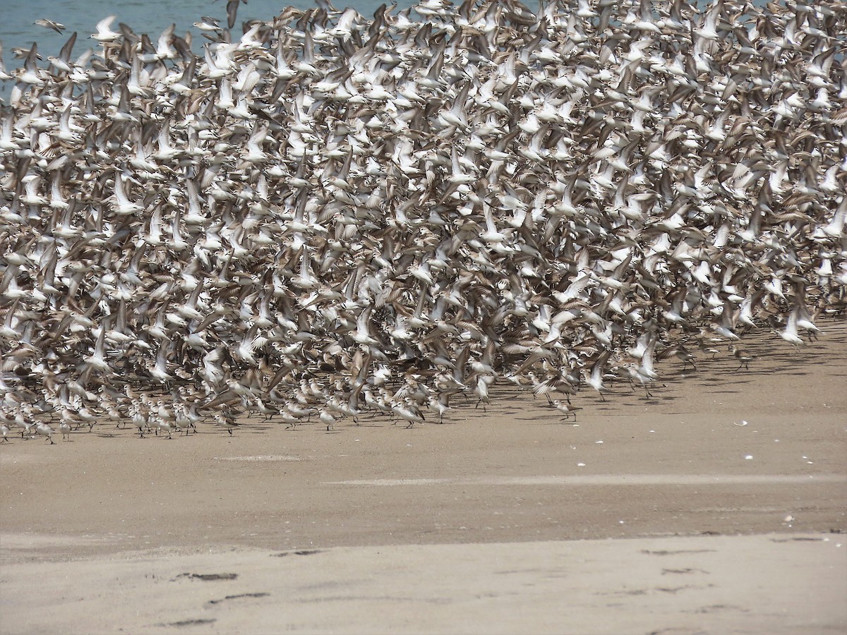 Western Sandpiper - ML527215631