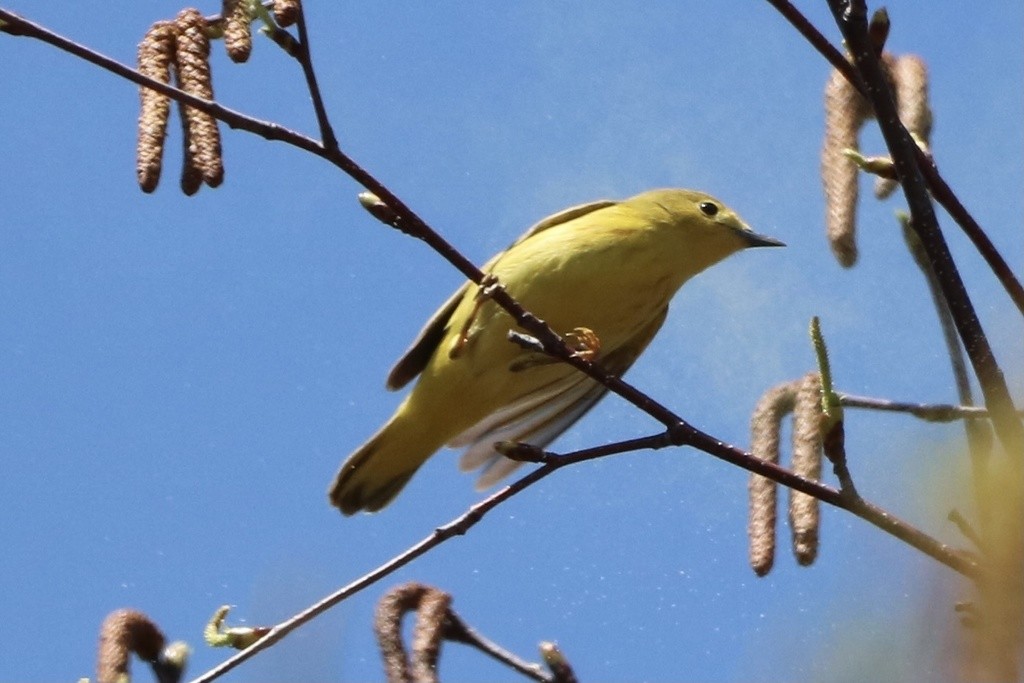 Yellow Warbler (Northern) - ML527215931