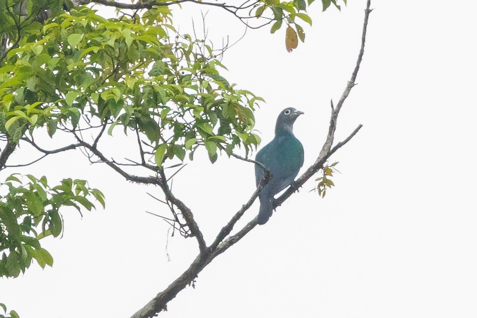 Spectacled Imperial-Pigeon - Dana Cameron
