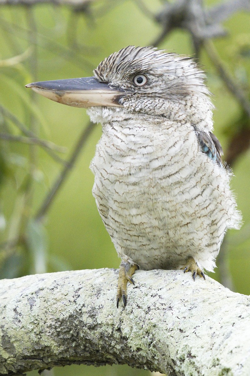 Martin-chasseur à ailes bleues - ML527216431