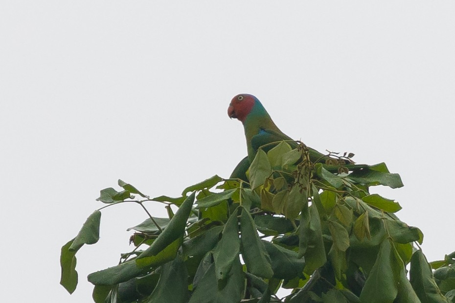 Red-cheeked Parrot - ML527216441