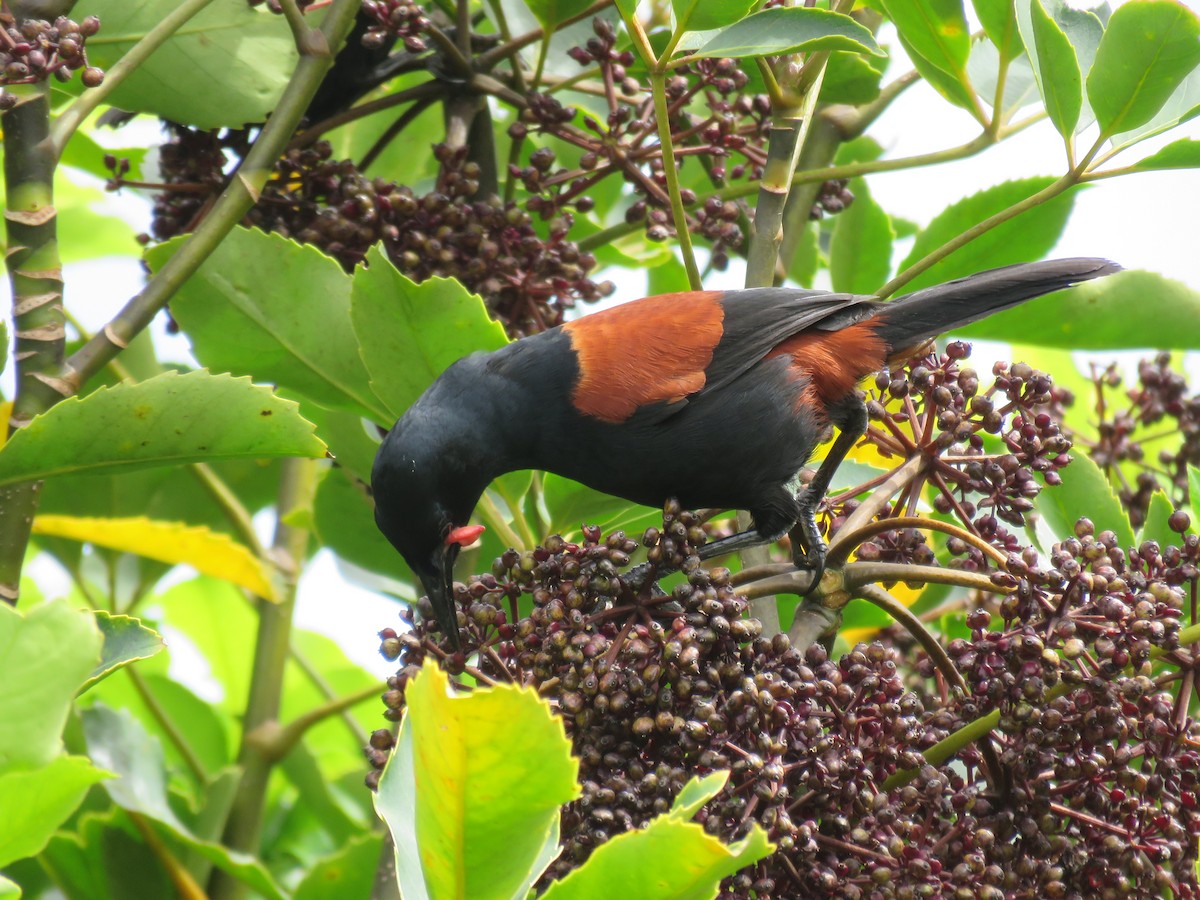 North Island Saddleback - Sandy Gallito