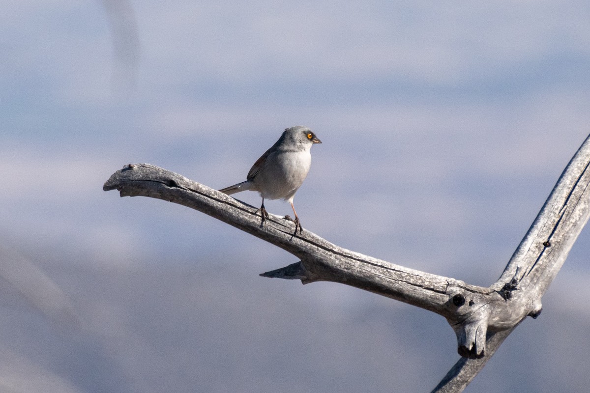 Yellow-eyed Junco - ML527217171