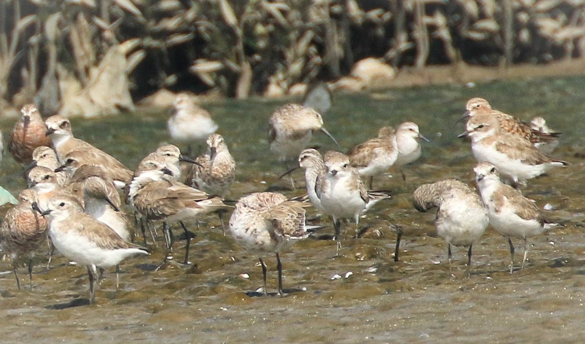 Broad-billed Sandpiper - Nayana Amin