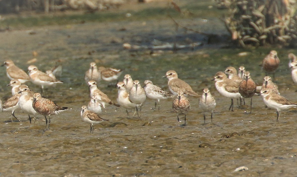 Broad-billed Sandpiper - ML52721791