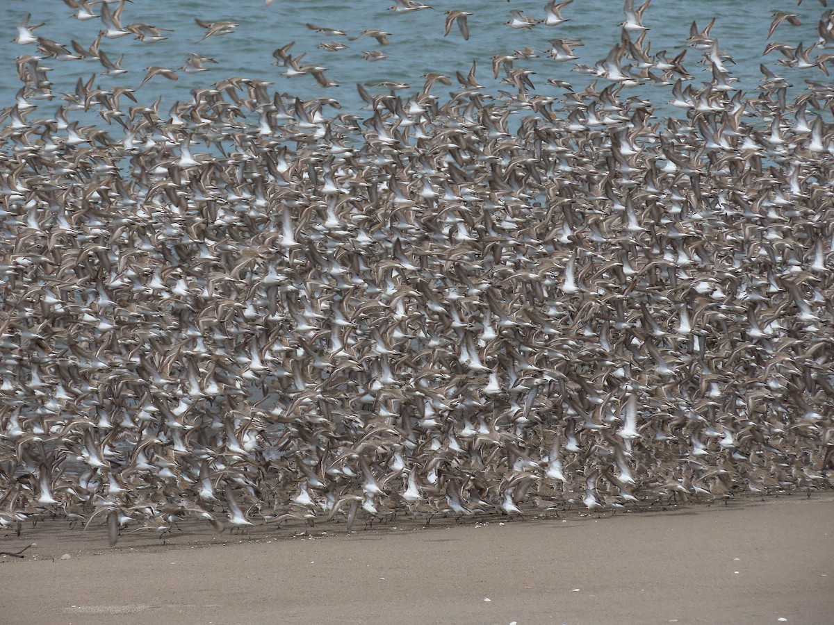 Western Sandpiper - ML527219151