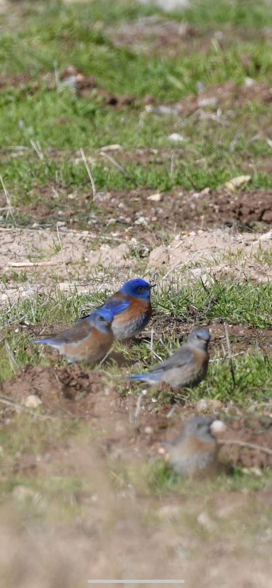 Western Bluebird - ML527219351