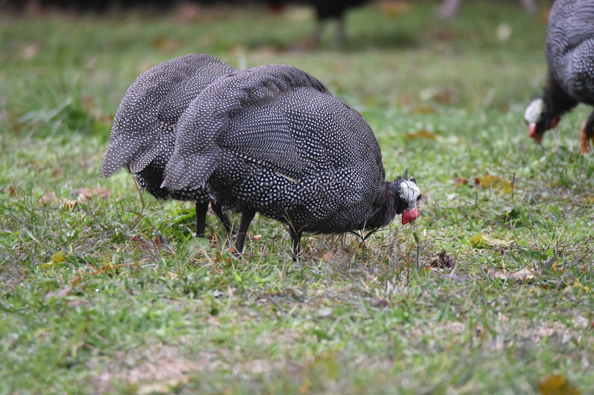 Helmeted Guineafowl - ML527219831