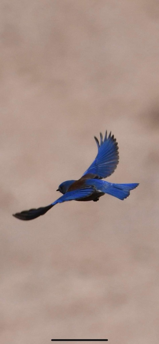 Western Bluebird - ML527219841