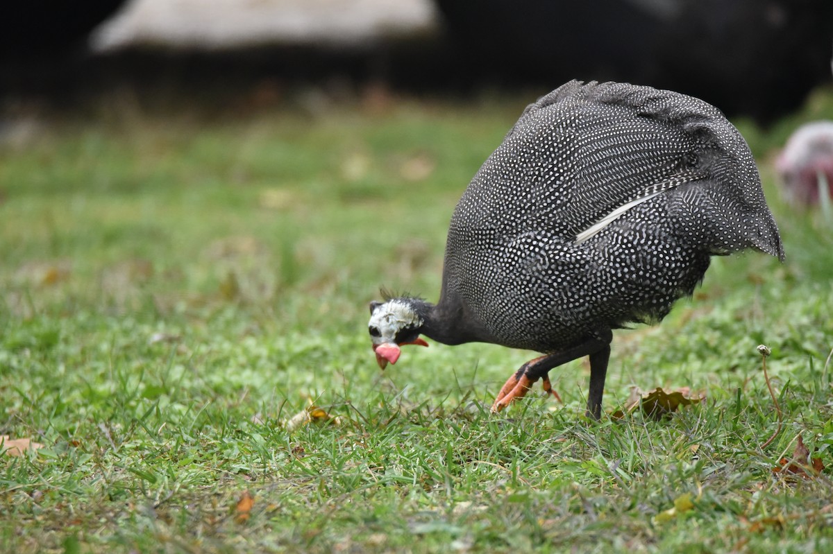 Helmeted Guineafowl - ML527219871