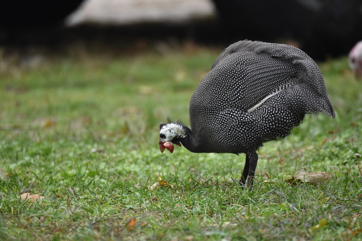 Helmeted Guineafowl - ML527219931